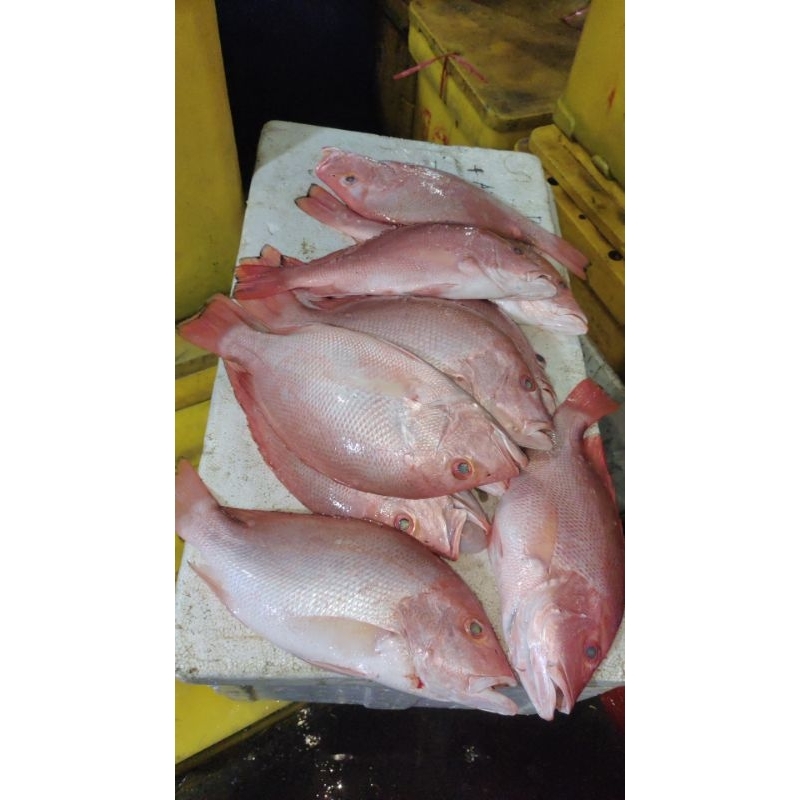 

kakap merah ikan kakap