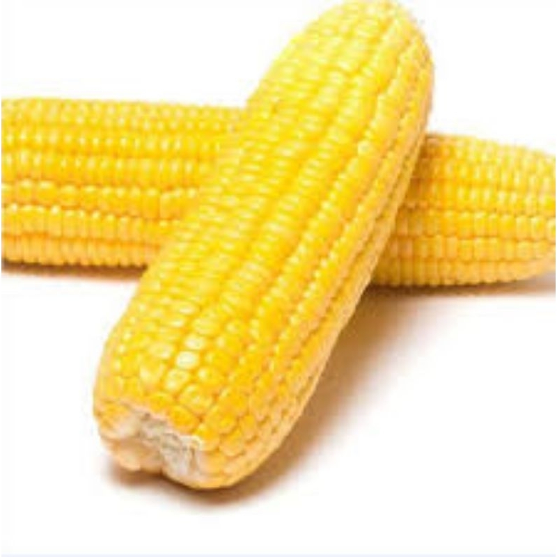 

jagung manis 1kg