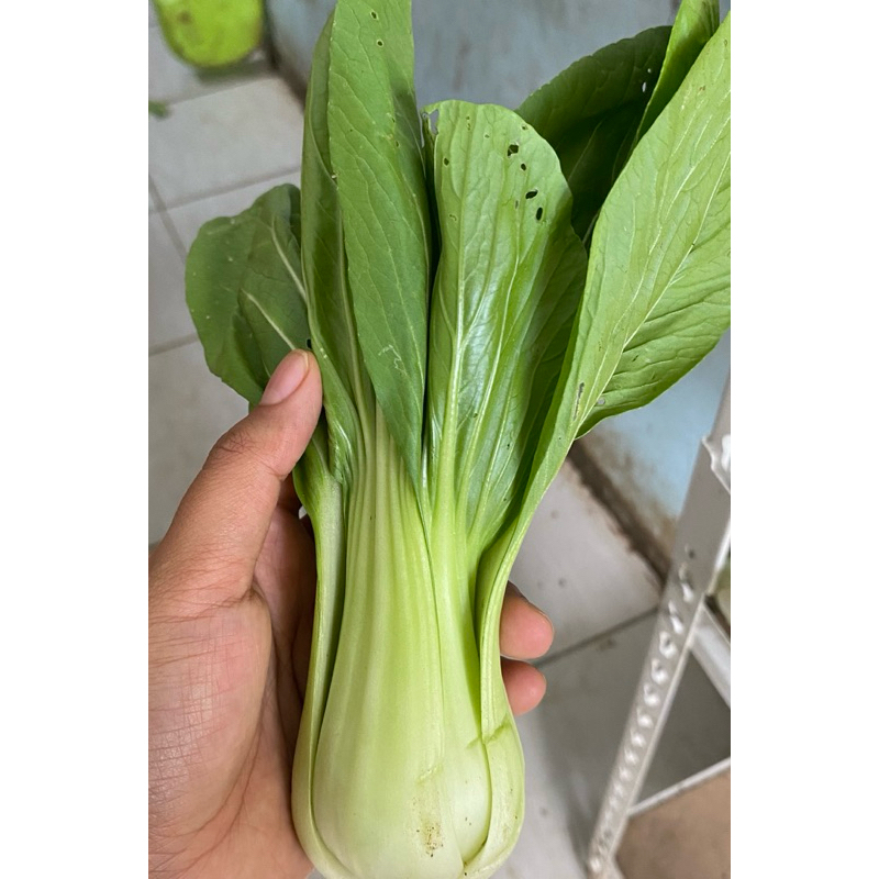 

Sawi pakcoy 500 g