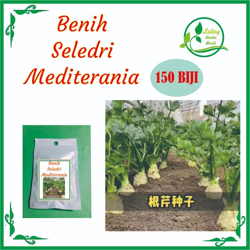 BENIH SELEDRI MEDITERANIA / SELEDRI JUMBO ISI 150 BIJI