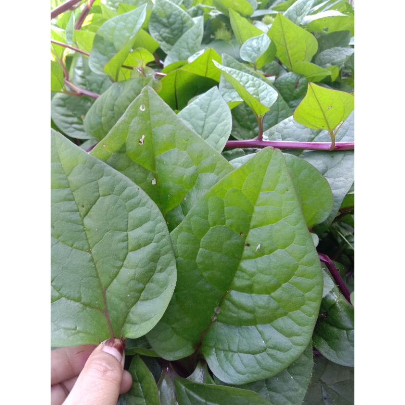 

Daun binahong merah segar 100 gram