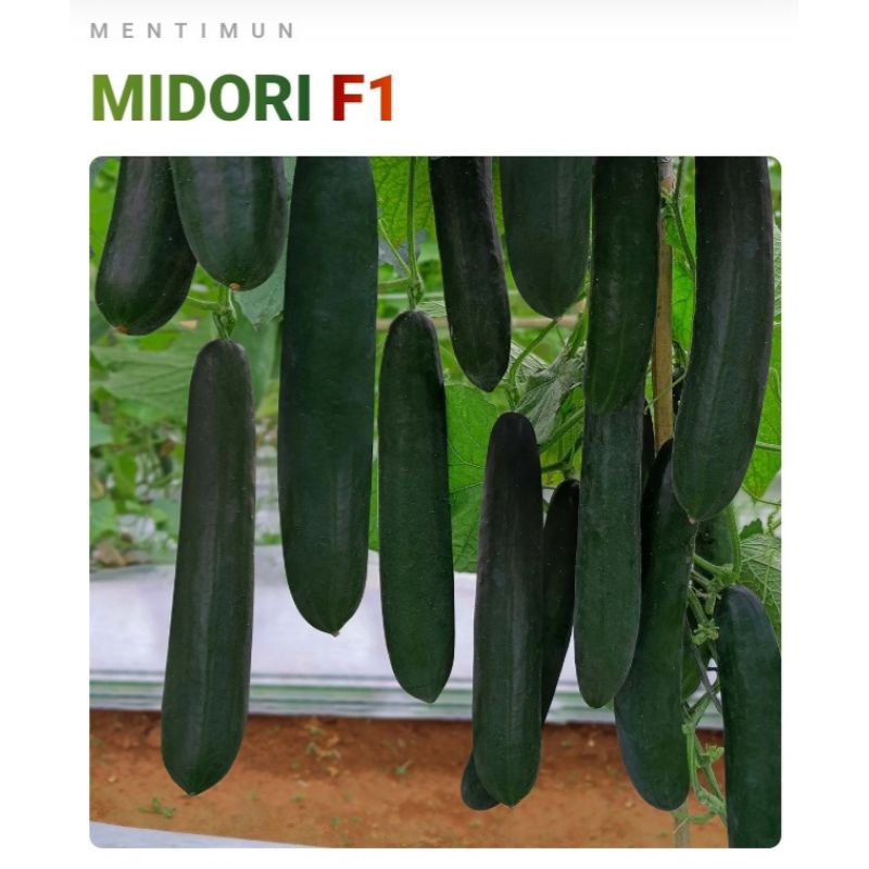 10 Biji Timun Jepang MIDORI F1 | Benih Mentimun | Benih Sayuran