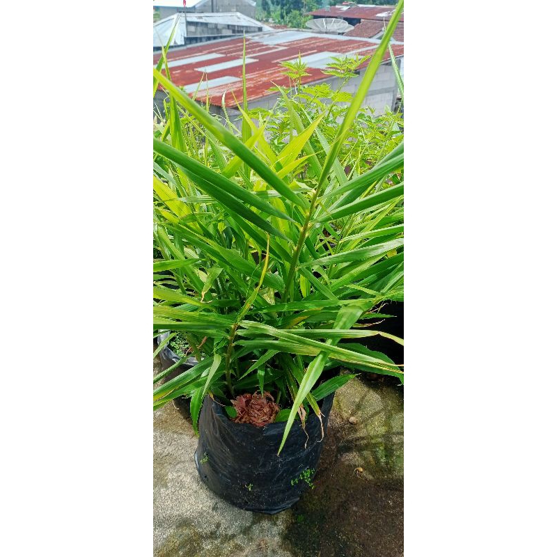 BIBIT JAHE / BIBIT JAHE MERAH / JAHE / JAHE MERAH / JAHE MURAH / JAHE MURAH / TANAMAN HERBAL