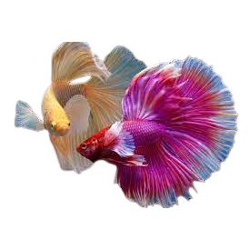 plastik ikan halfmoon size M+ ikan cupang cupang halfmoon