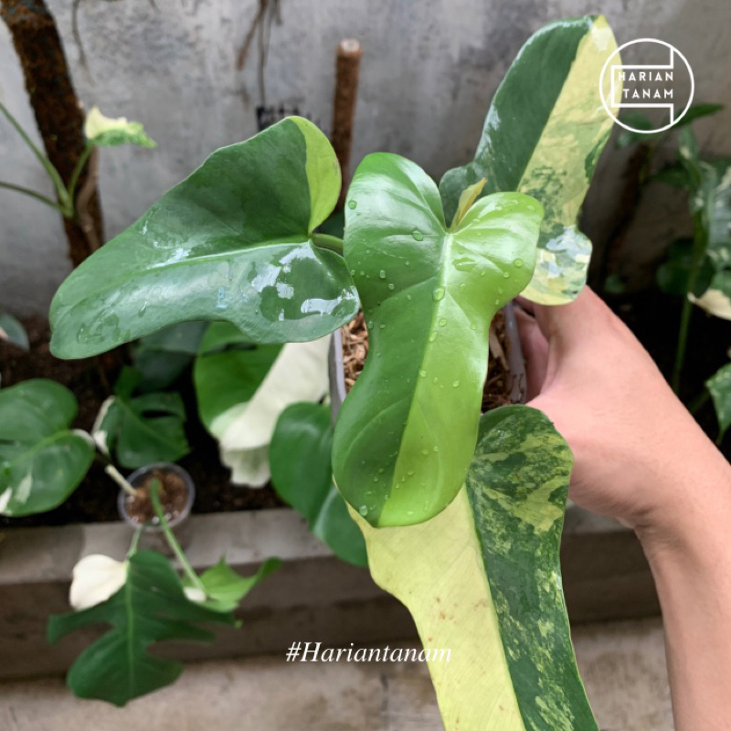 Philodendron violin variegata (Include pot & media tanam)