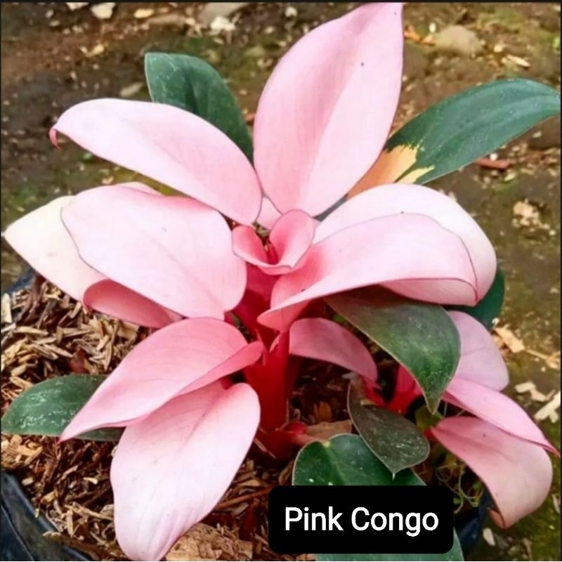 Tanaman Hias Philo Pink / Philodendron Congo Pink princess