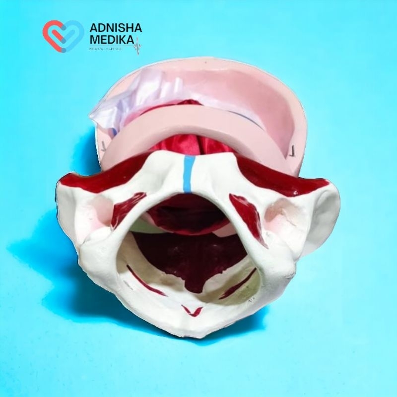 PHANTOM / MANIKIN KOMPRESI BE MANUAL KBE KBI / MANEKIN KBE KBI