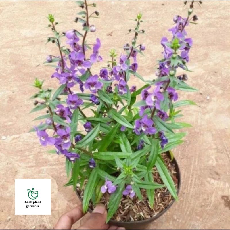 >( BISA COD ) Tanaman Bunga Lavender Asli Pengusir Nyamuk / Tanaman Hias Lavender Bunga Ungu & Putih