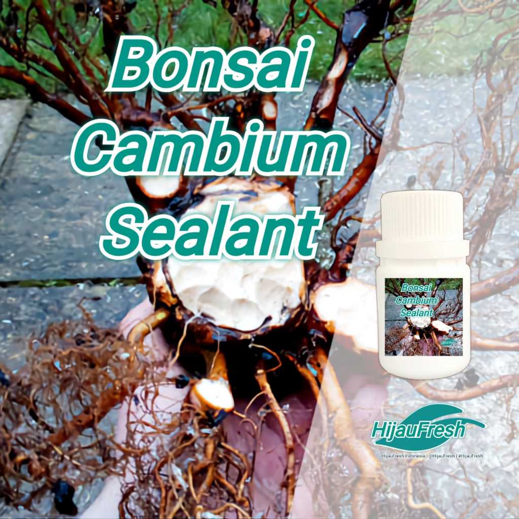 Salep Kambium Bonsai ORIGINAL Plus FUNGISIDA | Salep Kambium Bonsai ANTI JAMUR | Salep Kambium Bonsa