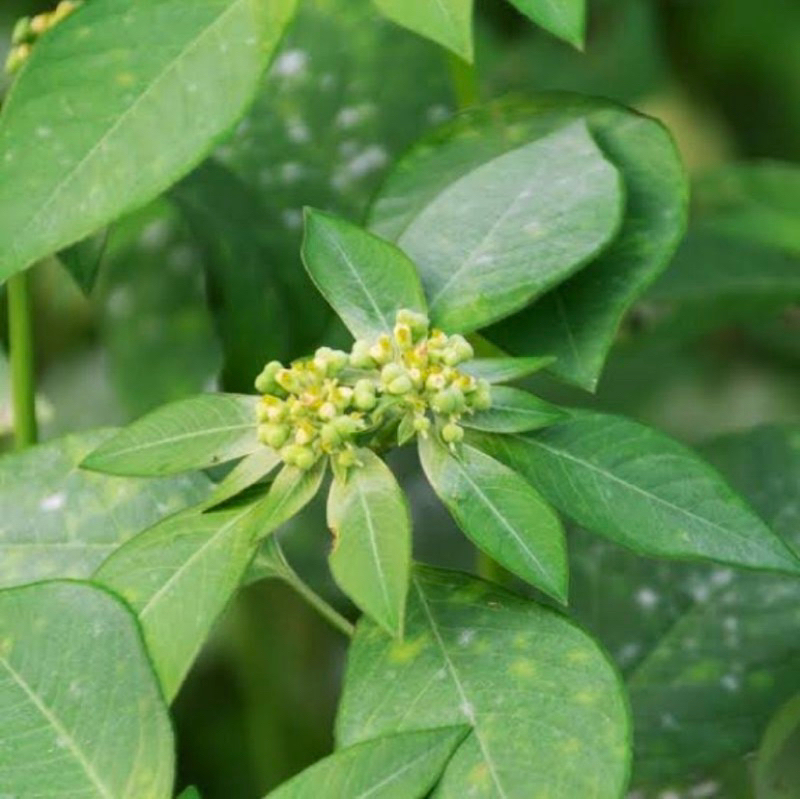 

DAUN SENA SEGAR 250 gr