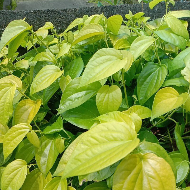 

Daun Sirih Asli Bali