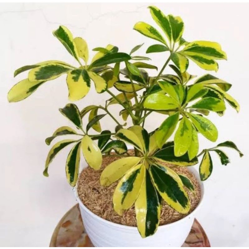 tanaman hias wali songo variegata - walisongo