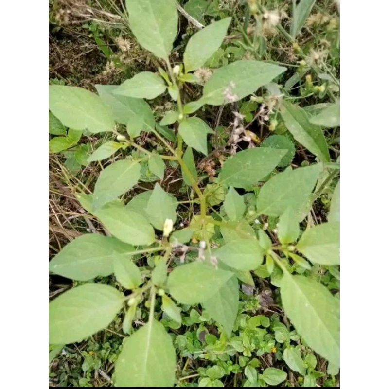 

250 Gram Daun Ciplukan-Daun Cecenet Segar