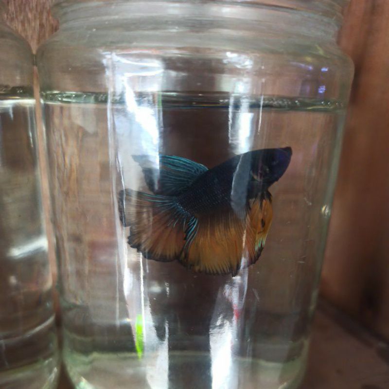 Cupang Halfmoon/Slayer