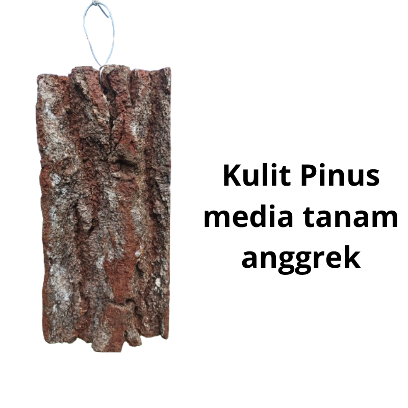 PapanKulit Pinus Media TanamAnggrek