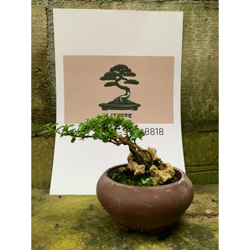 Bonsai Sancang Mini Mame Kecil Shito Real Picture Gambar Asli Siap pajang