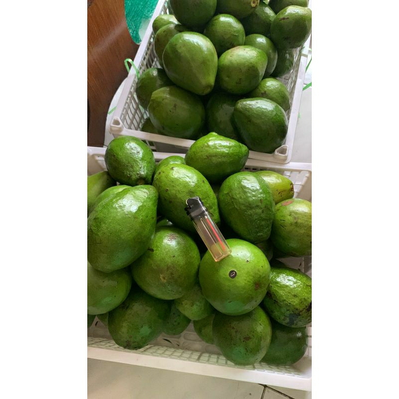 

Alpukat Mentega super
