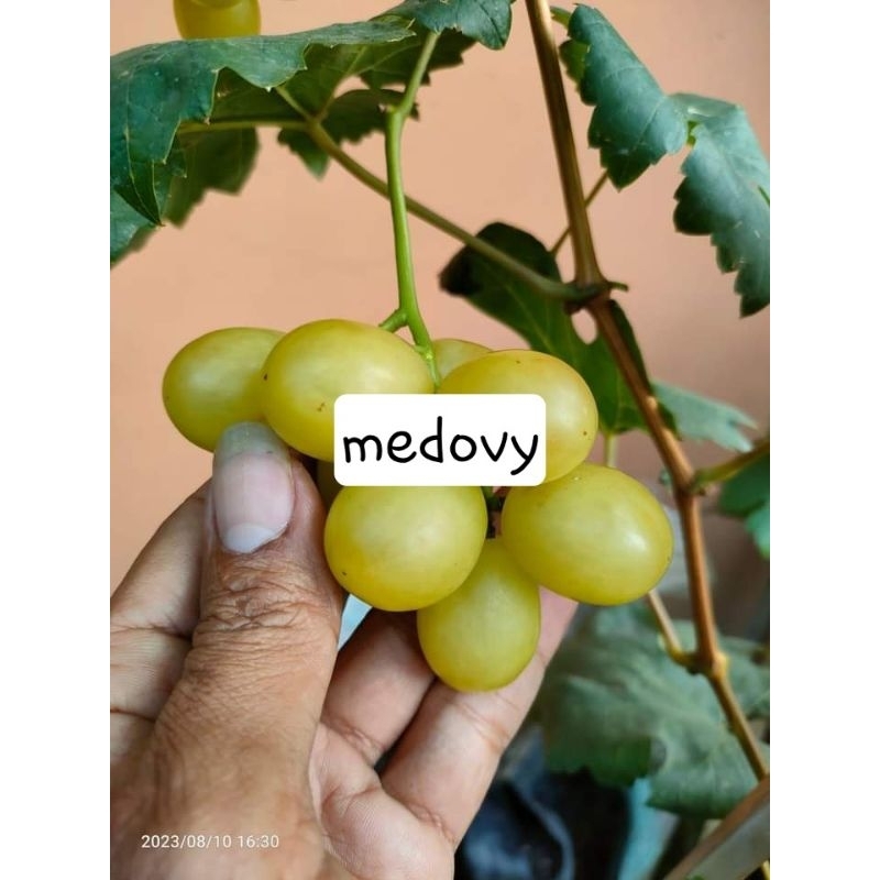 

anggur import Muscat medovy