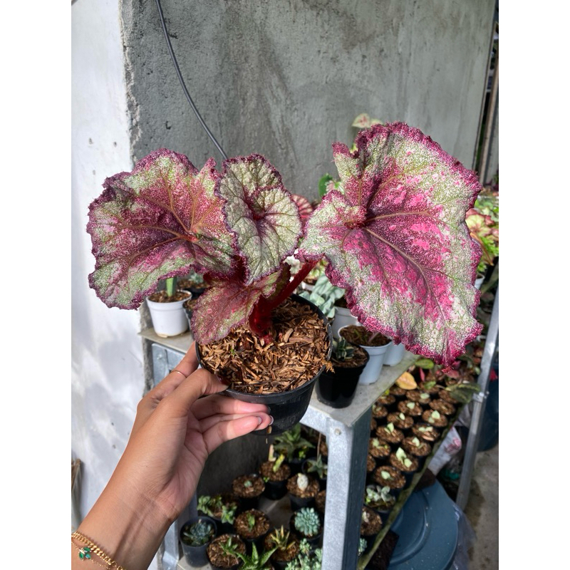 begonia keong merah