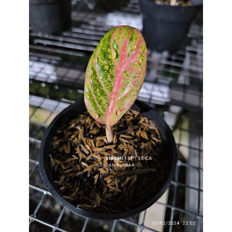 Aglaonema Asri Merah