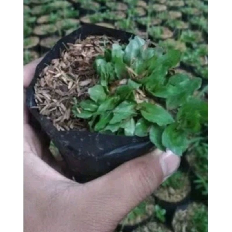 Rumput gajah mini sobekan, rumput gajah mini, tanaman hias hidup, rumput gajah mini hidup, rumput ta