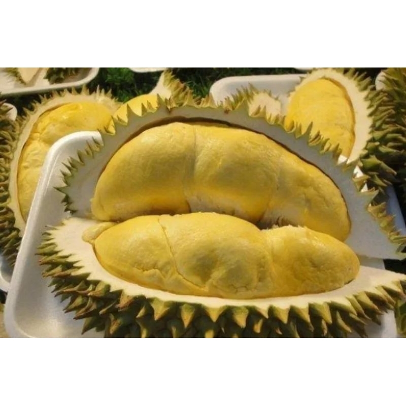

DURIAN PALEMBANG ukuran besar