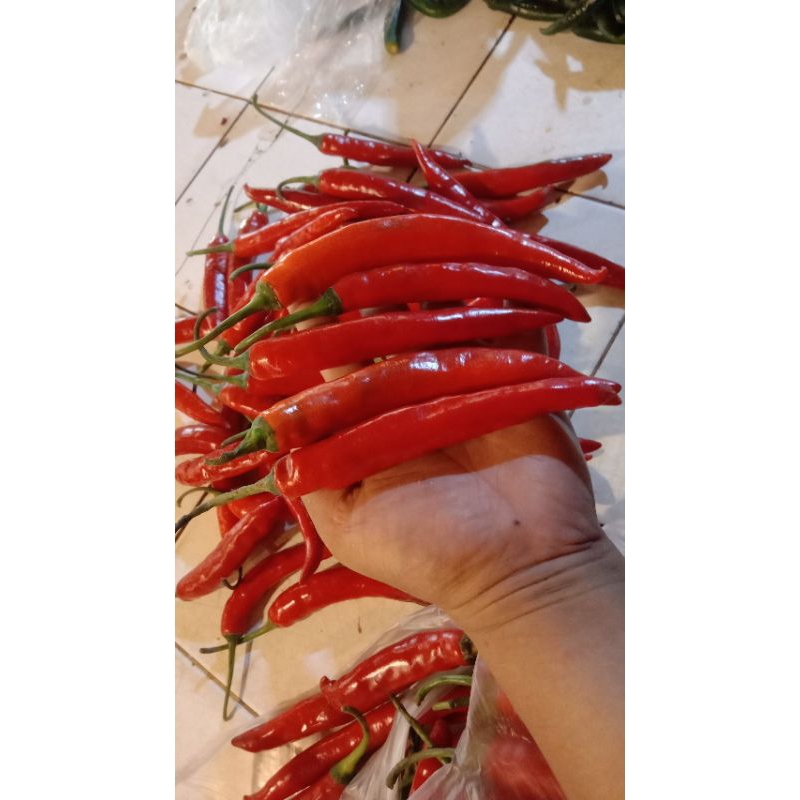 

cabe merah besar