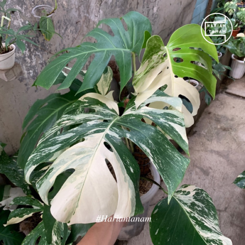 Monstera Holland variegata Indukan (Include pot & Media Tanam)