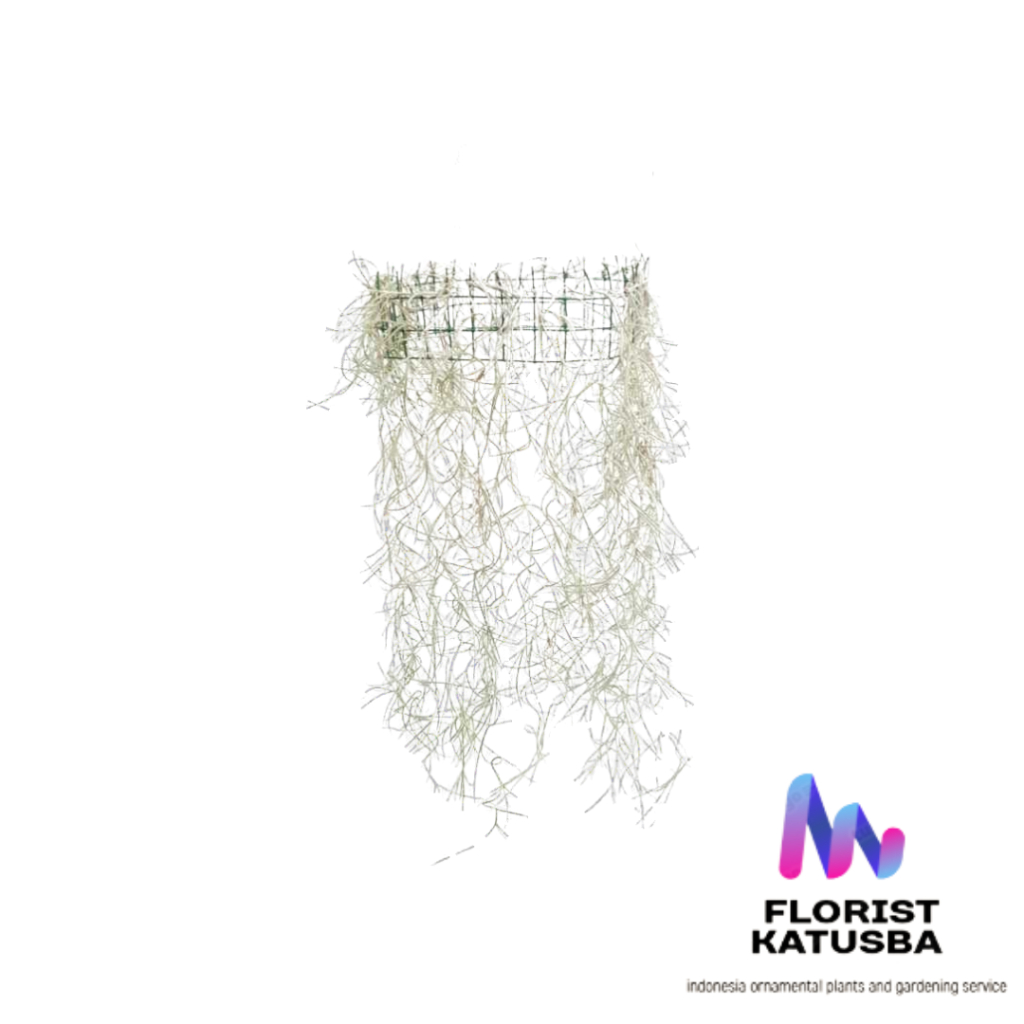 Tanaman Hias Jenggot Musa / Spanish Moss Hidup 1 Jengkal Lebih - Tanpa Media & Pot