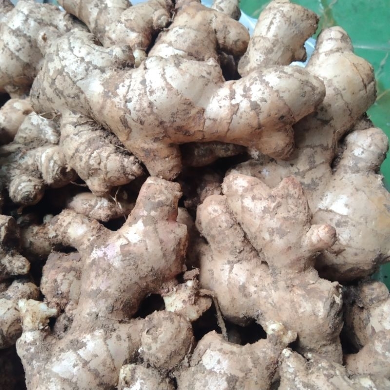 

(1 kg)jahe gajah tua gemuk.