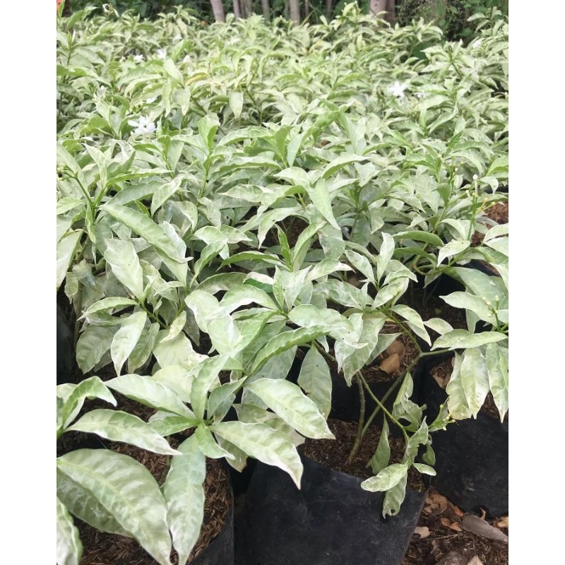 Tanaman Melati Rombusa - tanaman hias melati Rombusa putih