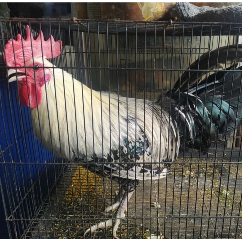 Ayam Kampung Arab Dewasa Jantan Betina Bandung