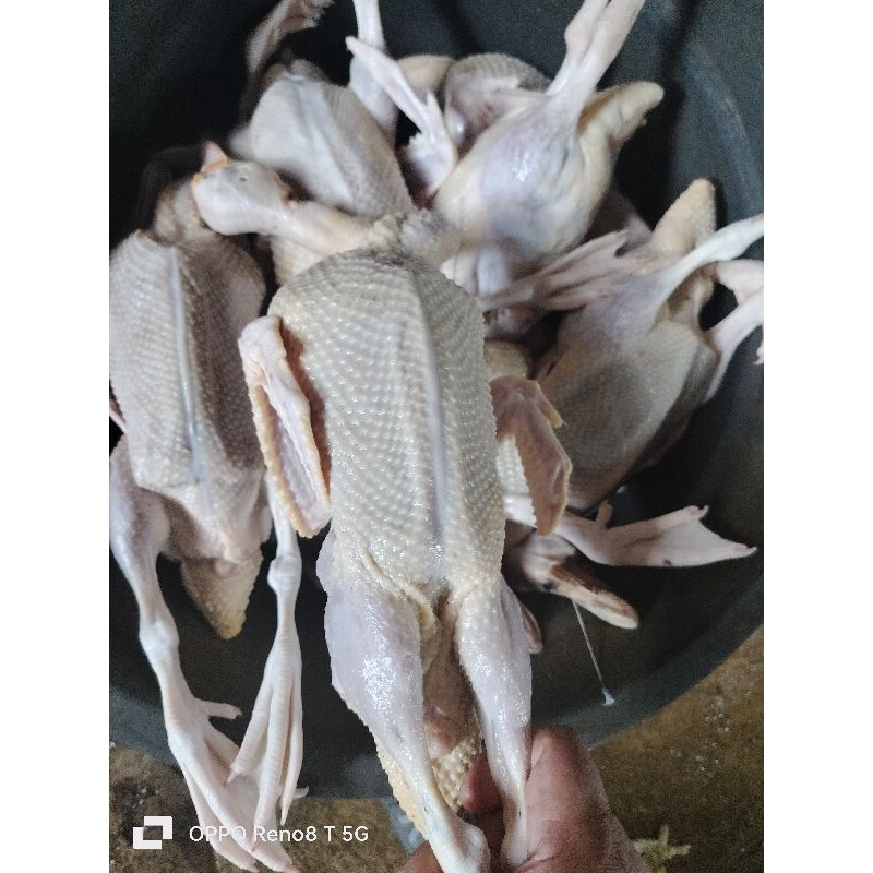 

bebek entok besar 1 ekor