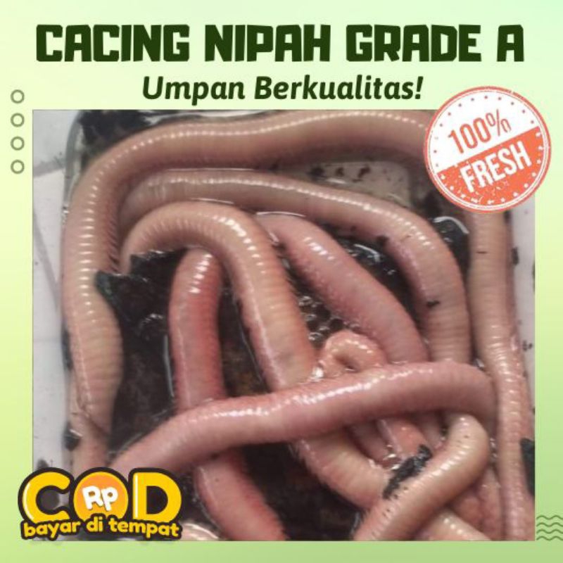KUALITAS TERBAIK UMPAN MUARA & LAUT  CACING NIPAH GRADE A