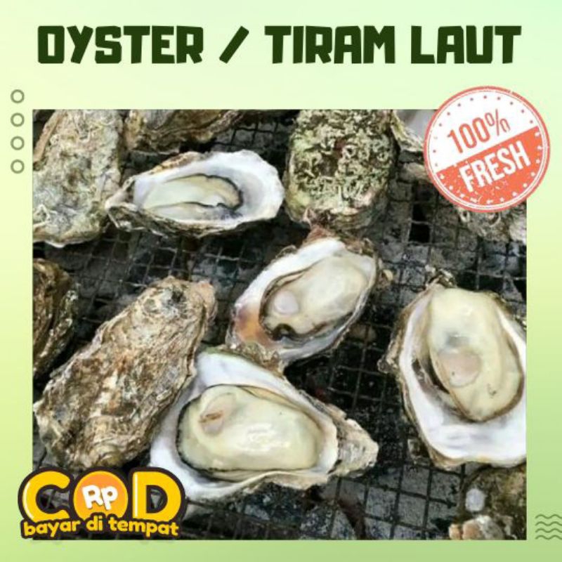 

oyster / tiram laut freees
