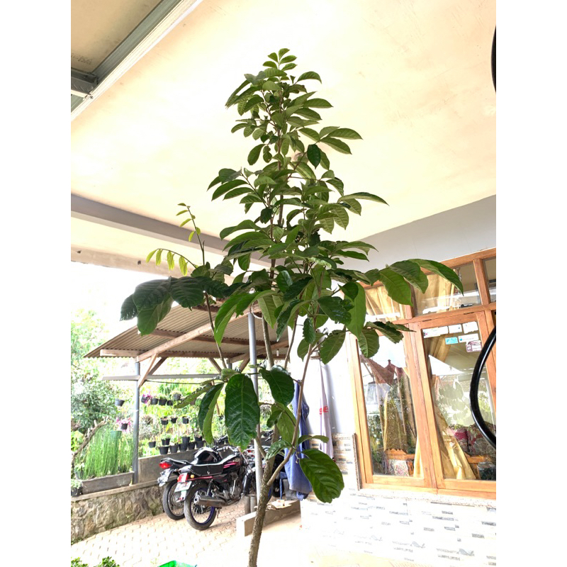 Bibit buah duku tanpa biji