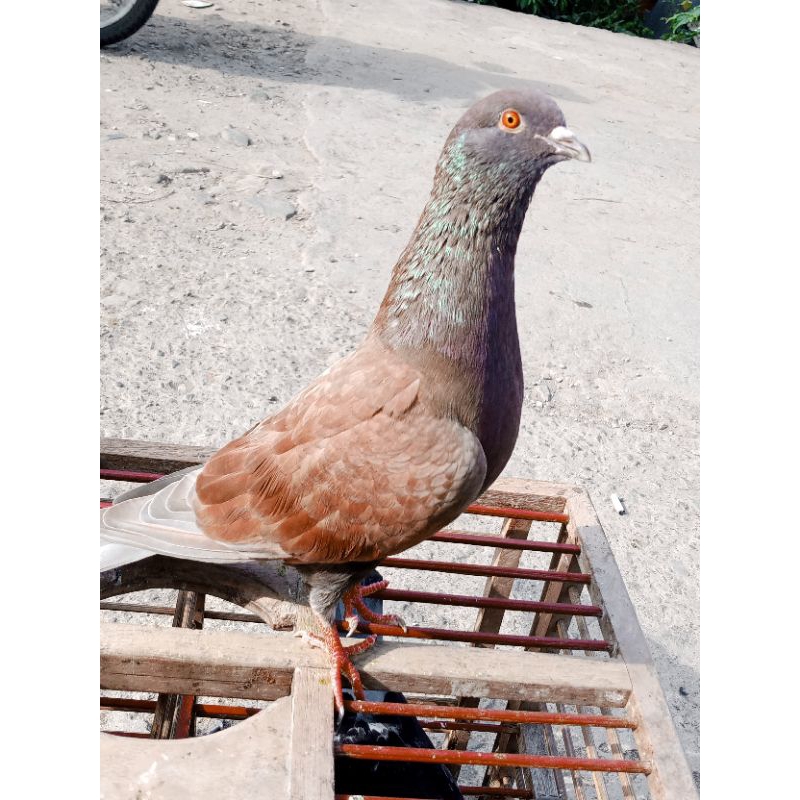 BURUNG MERPATI KOLONG