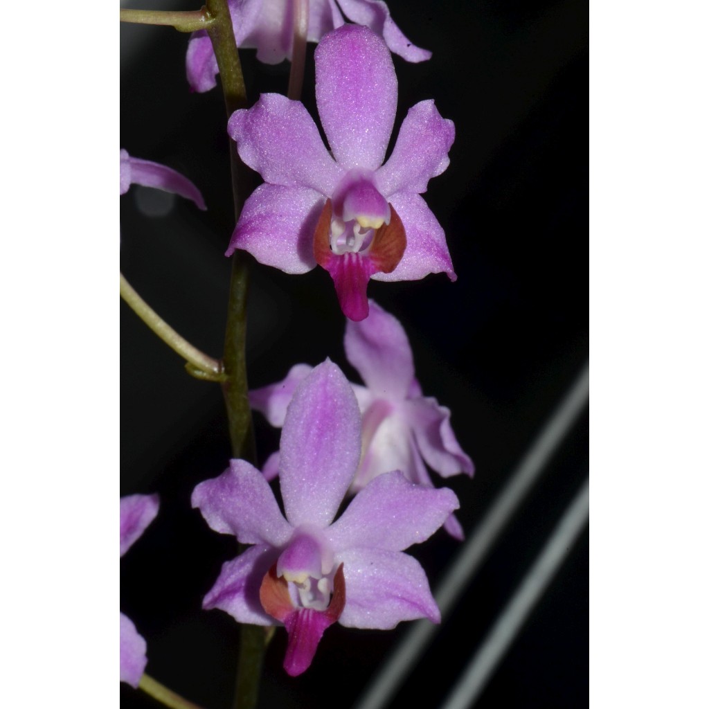Phalaeonopsis phulcerima import | anggrek Hybrid mini | doritis Hybrid knop spike