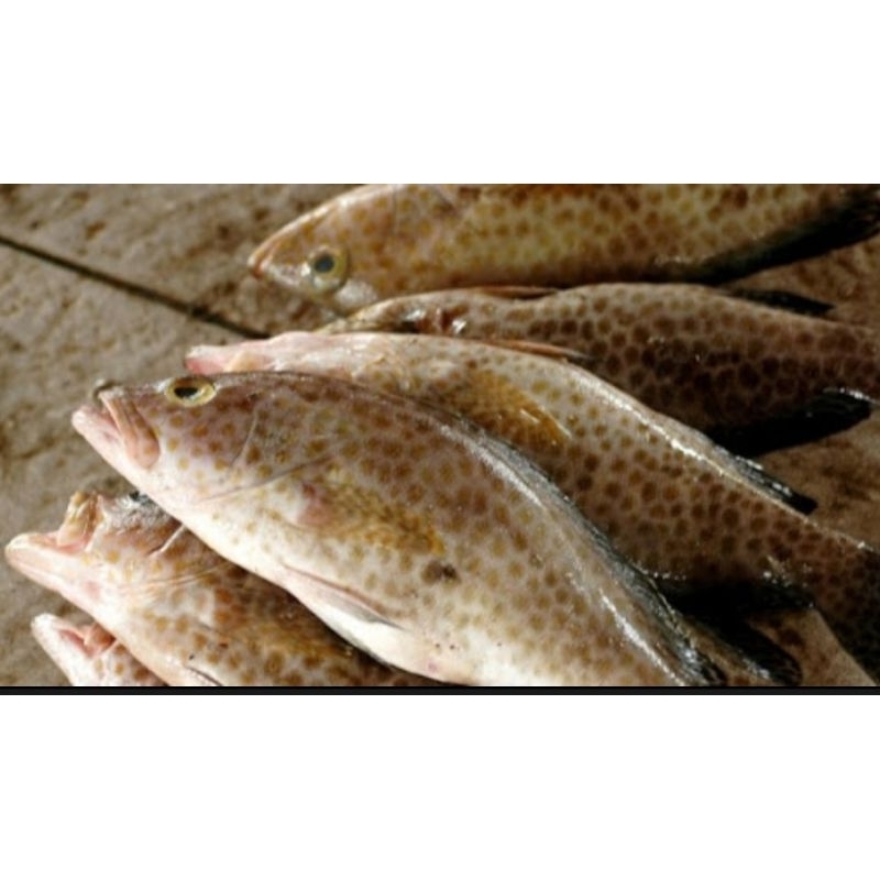 

IKAN KERAPU / kerapuTotol/macan/lumpur dll SEGAR