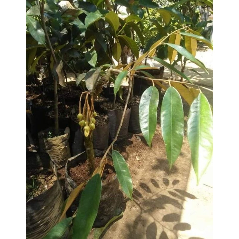 durian bawor berbunga/berbuah