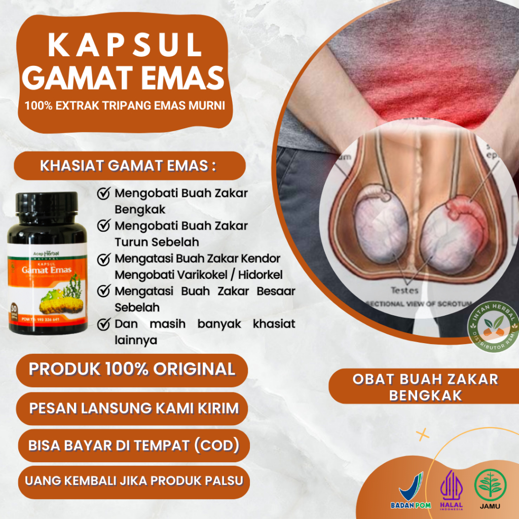 Kapsul Gamat Emas 100% Original - Obat Buah Zakar Bengkak, Buah Zakar Bengkak Sebelah, Biji Testi Be