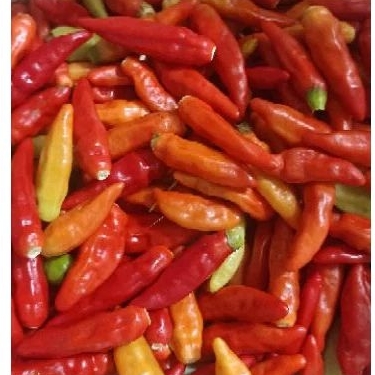 

Cabe Rawit Merah petik 500gram