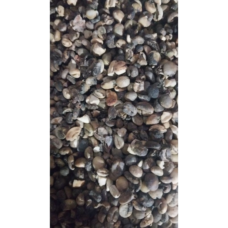 

cabutan Robusta