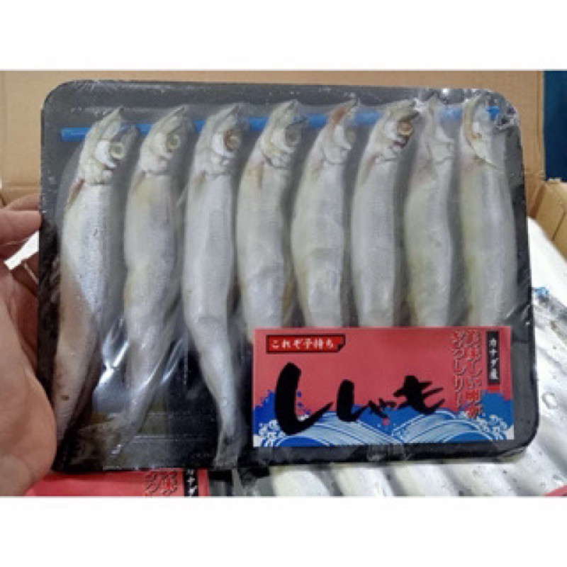 

Ikan Shisamo / Ikan Cipung Viral / Ikan Telur / Ikan Capelin isi 8