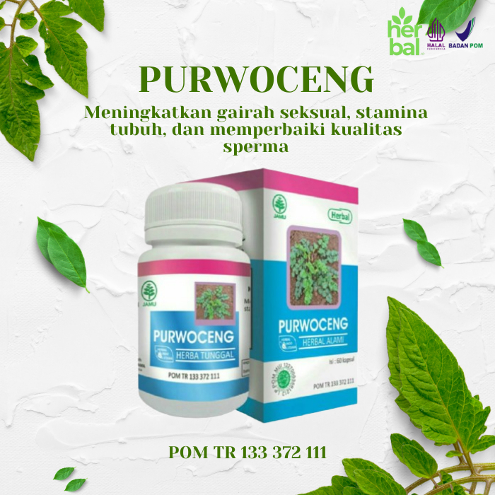 Toko tanaman PURWOCENG kapsul obat herbal plus kesehatan stamina kuat pria dewasa original tahan lam