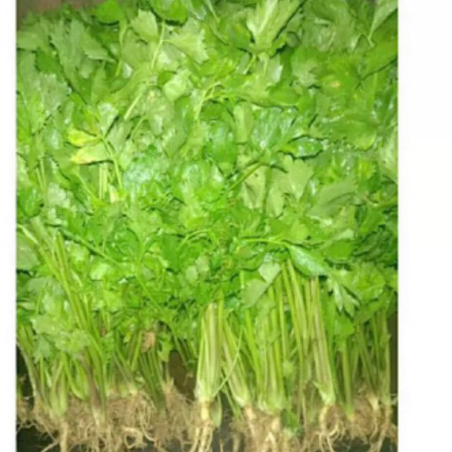 

daun seledri .100 gram Rp.5.000