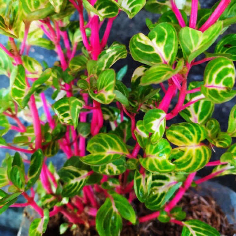 10 Tanaman hias krokot batang merah pohon krokot batang merah