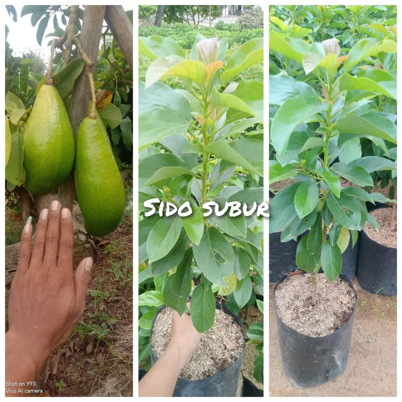 BIBIT BUAH ALPUKAT SIGER 1 ASLI LAMPUNG