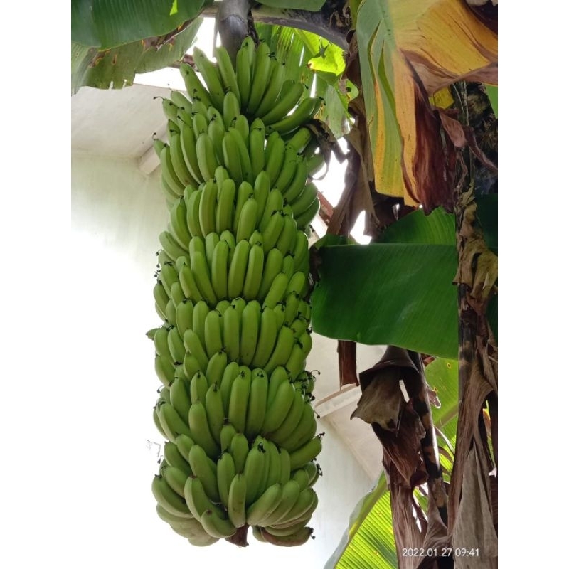 Bibit Pisang Cavendish Fhia 17, Pisang Cavendish Fhia 17, Cavendish Fhia 17