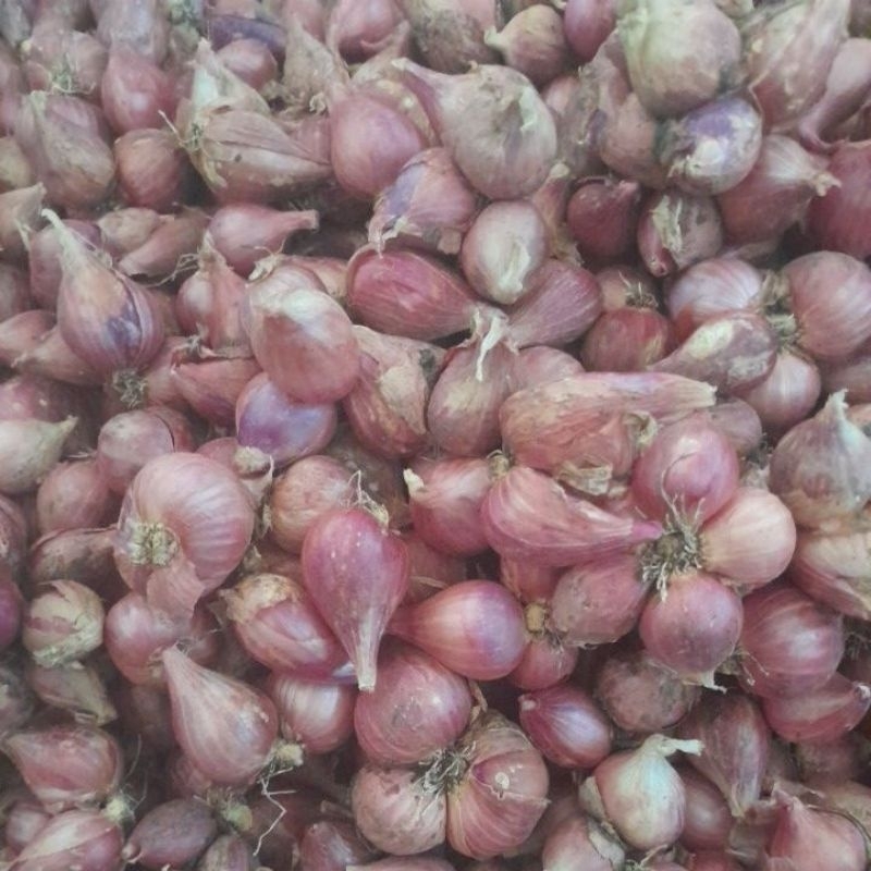 

Bawang merah kering asli nganjuk 1kg